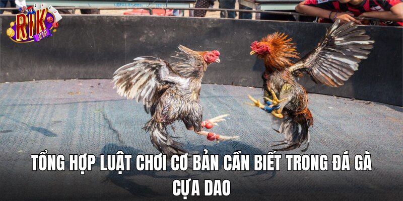 Tổng hợp luật chơi cơ bản cần biết trong đá gà cựa dao