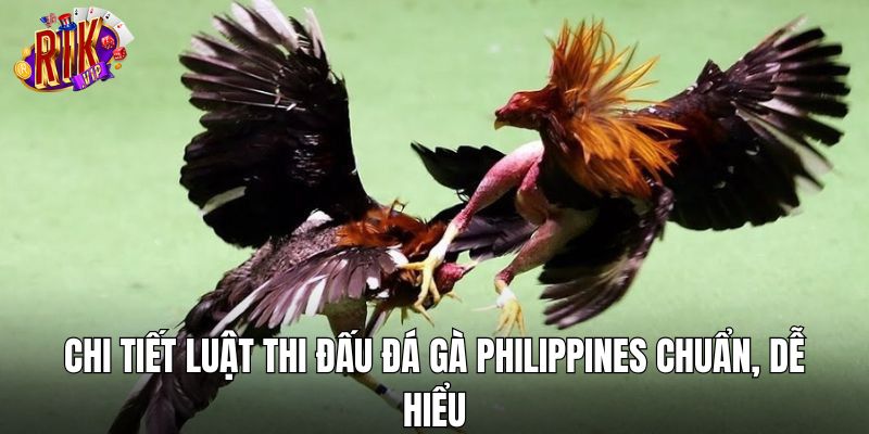 Chi tiết luật thi đấu đá gà Philippines chuẩn, dễ hiểu