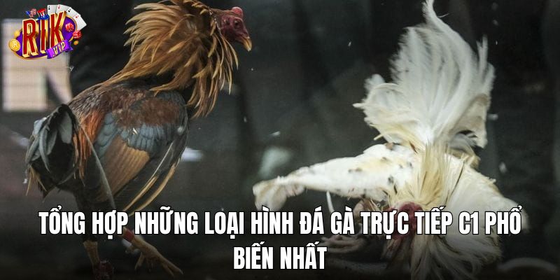 Tổng hợp những loại hình đá gà trực tiếp C1 phổ biến nhất